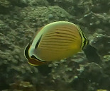Chaetodon lunulatus
