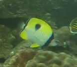 Chaetodon unimaculatus