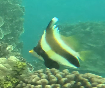 Heniochus chrysostomus