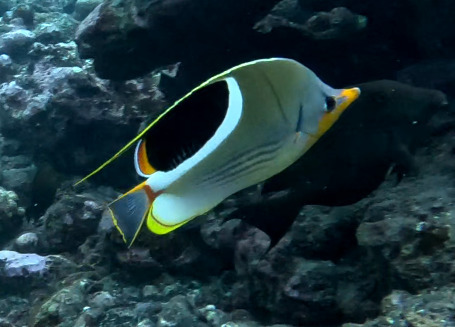 Chaetodon ephippium