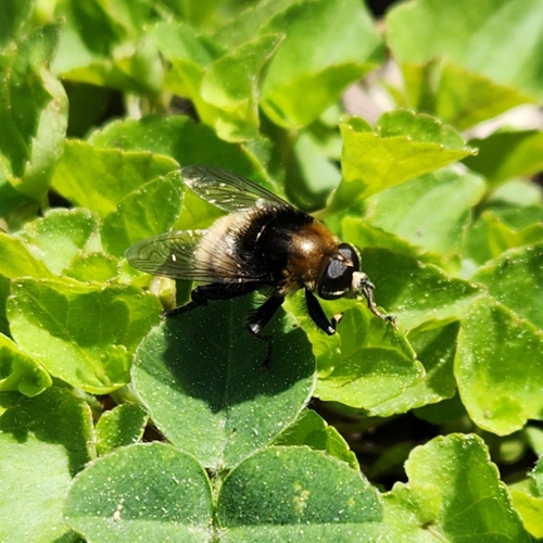 Unknown species found near Sandpoint, ID 83864, USA