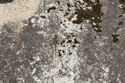 iNaturalist observation photo of Western Fence Lizard
