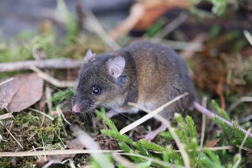 Mountain Paramelomys (Paramelomys rubex) — Least Concern Mammalia