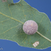 Gray Midrib Gall Wasp - Photo (c) Alice Abela, all rights reserved