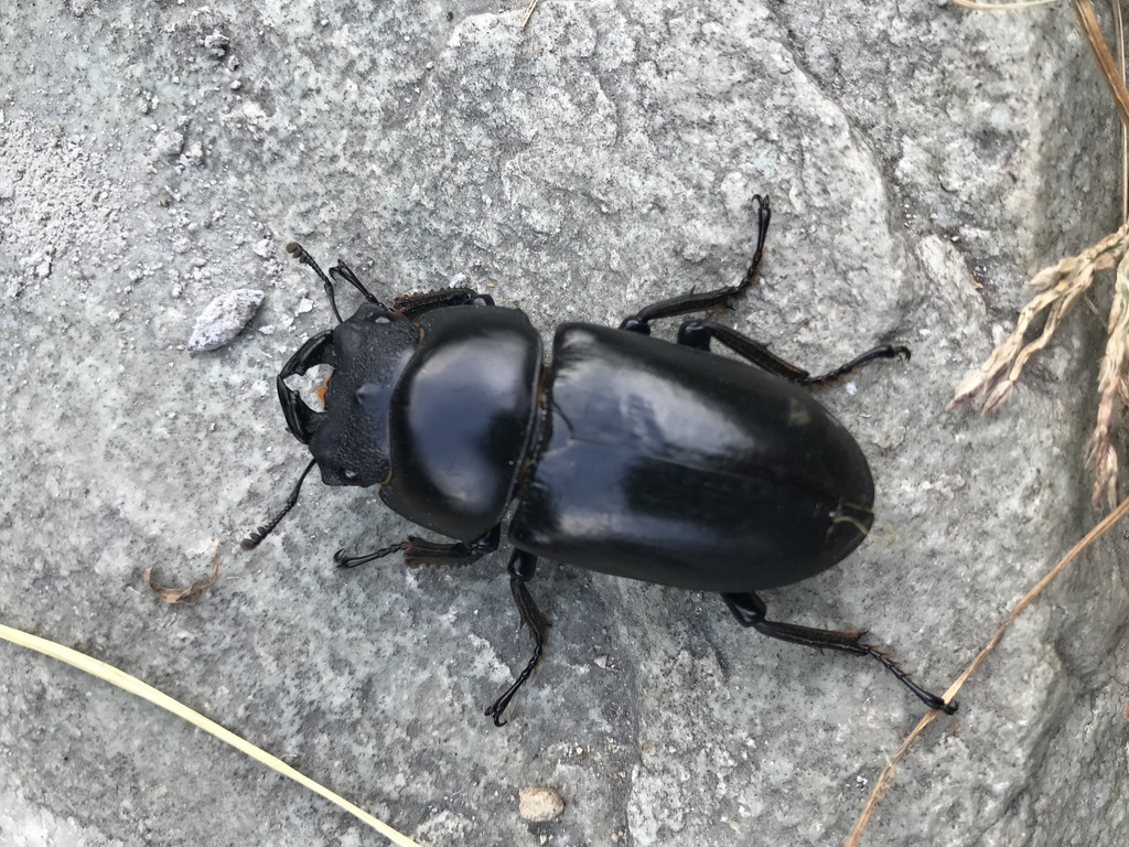 Dorcus nepalensis · iNaturalist