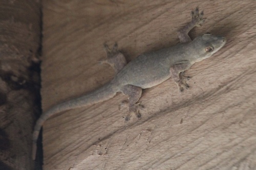 Flat-tailed House Gecko