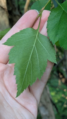 Crataegus ovata Sarg.