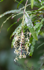 Image of Epidendrum cristatum