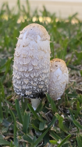 Shaggy Mane