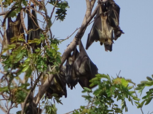 Straw-coloured Fruit Bat