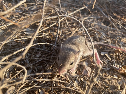 Rock Pocket Mouse