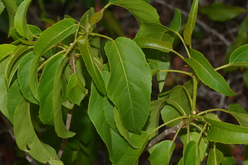 Croton inhambanensis