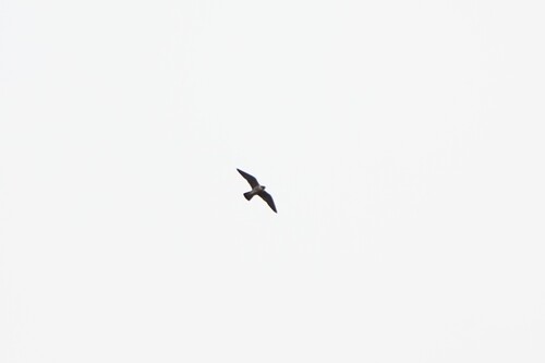 Avistamiento Halcón peregrino