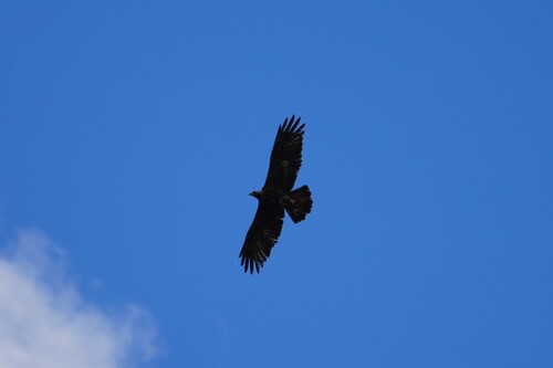 Avistamiento Águila real (Sierra Nevada)