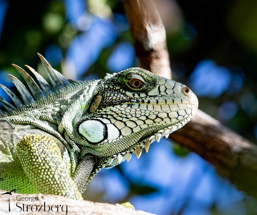 Green Iguana