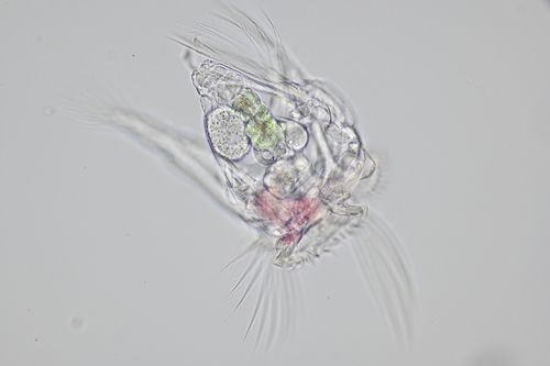 Hexarthra mira