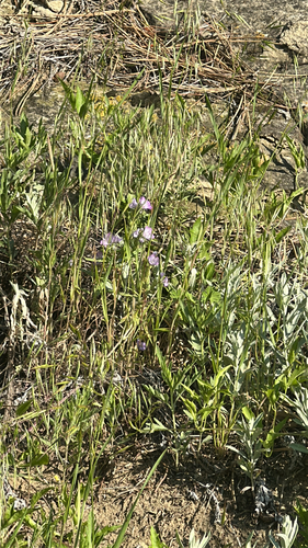iNaturalist observation 2025-06-05