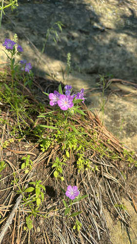 iNaturalist observation 2025-06-05
