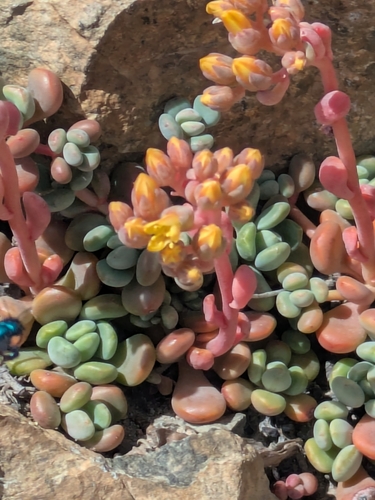 Sedum obtusatum