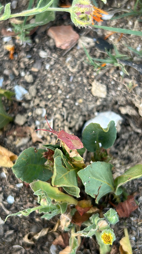 Haploprocta sulcicornis