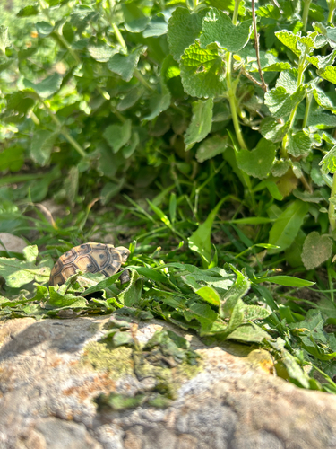Greek Tortoise