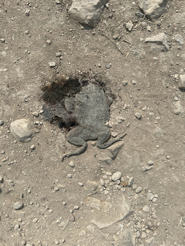 Mauritanian Toad