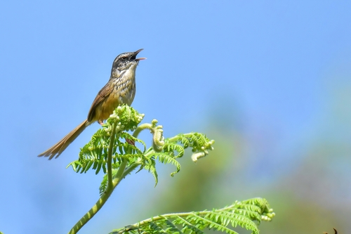 Hill Prinia