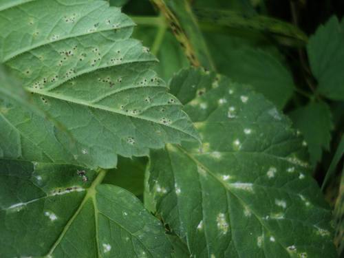 Septoria aegopodii