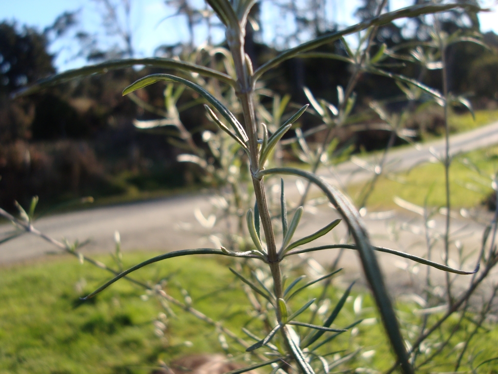 Olearia lineata in August 2019 by Letitia Mcritchie · iNaturalist