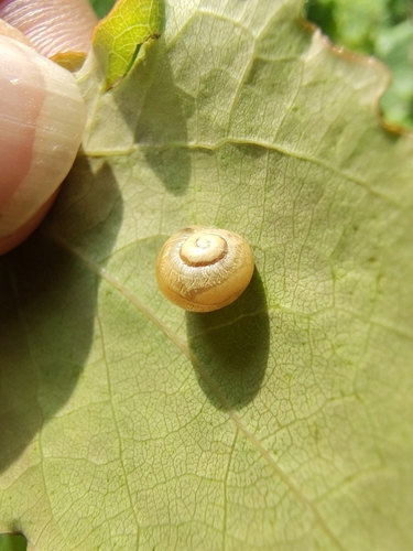 Cepaea