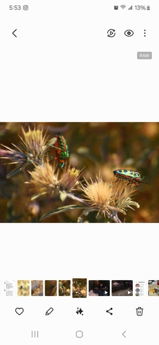Rainbow Shield Bug