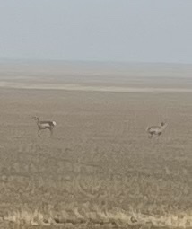 Pronghorn