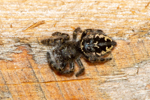 Boreal Tufted Jumping Spider
