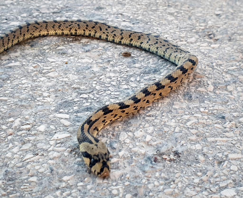 Ladder Snake from 2955 Pinhal Novo, Portugal on September 15, 2019 at