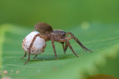 Ground wolf spider