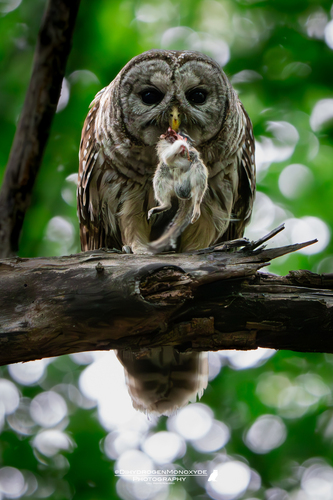 View observation of {o.common_name} on iNaturalist