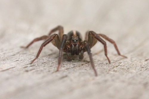 Ground wolf spider