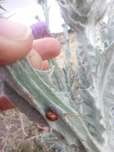 Variegated Lady Beetle