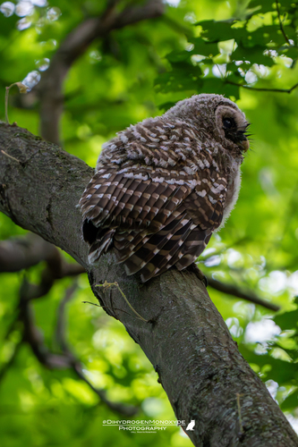 View observation of {o.common_name} on iNaturalist