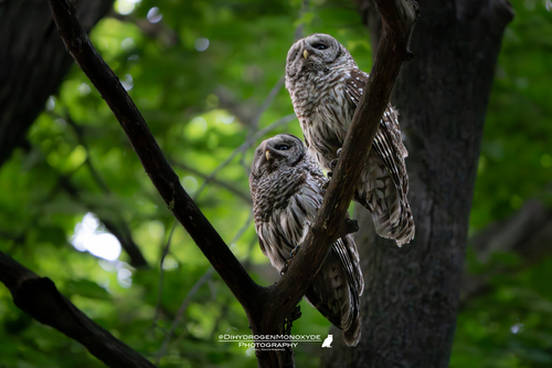 View observation of {o.common_name} on iNaturalist