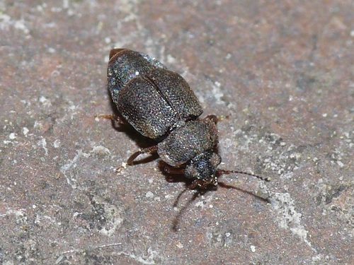 Megarthrus sawadai · iNaturalist