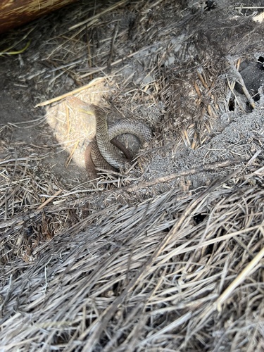 Eastern Yellow-bellied Racer