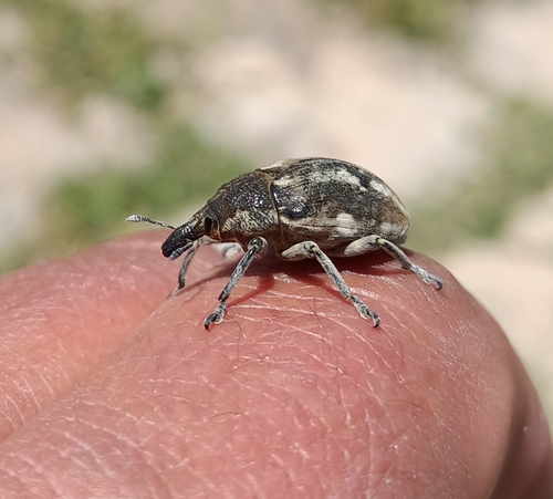 Globe Thistle Capitulum Weevil