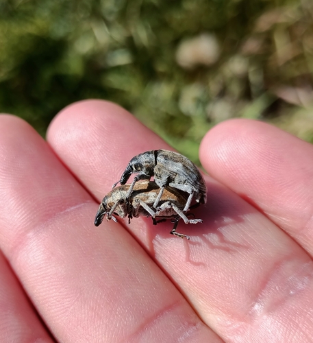 Globe Thistle Capitulum Weevil
