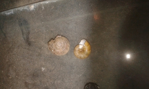 Common Southern Carnivorous Snail