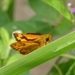 Tropic Dart - Photo (c) MaLisa Spring, all rights reserved, uploaded by MaLisa Spring