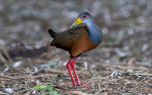 Russet-naped Wood-Rail