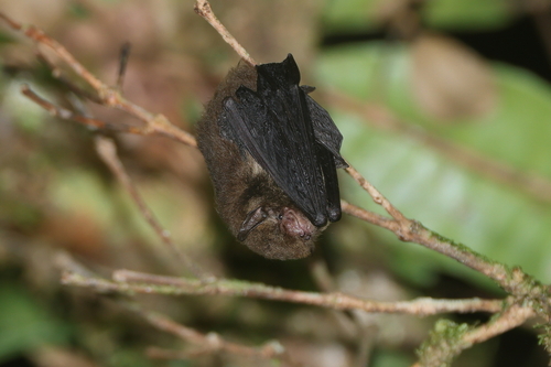 Mountain Pipistrelle (Pipistrellus collinus) — Least Concern Mammalia