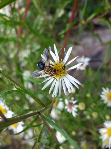 Genus Jurinia · iNaturalist