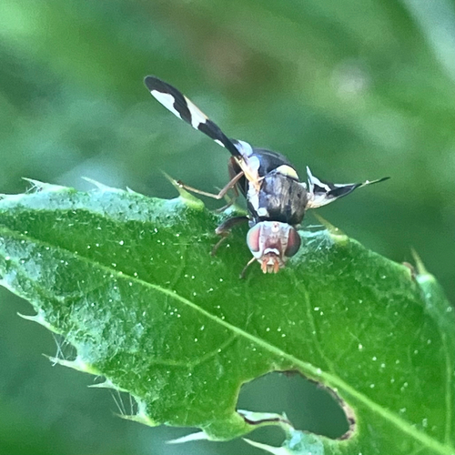 Unknown species found near Moyie Springs, ID, US